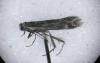 Elachista sp.